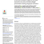Enhanced translation expands the endolysosome size and promotes antigen presentation during phagocyte activation