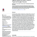 Eugenol Inhibits the GABAA Current in Trigeminal Ganglion Neurons